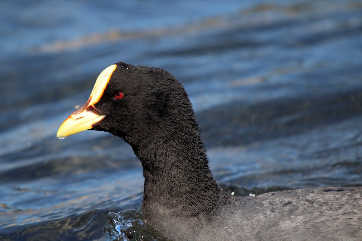 Red-gartered Coot - ML183383231