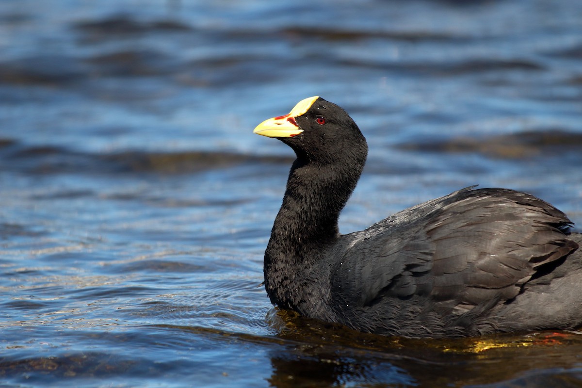 Red-gartered Coot - ML183383251