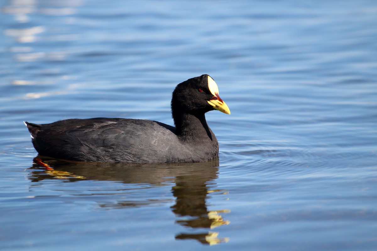Red-gartered Coot - ML183383281