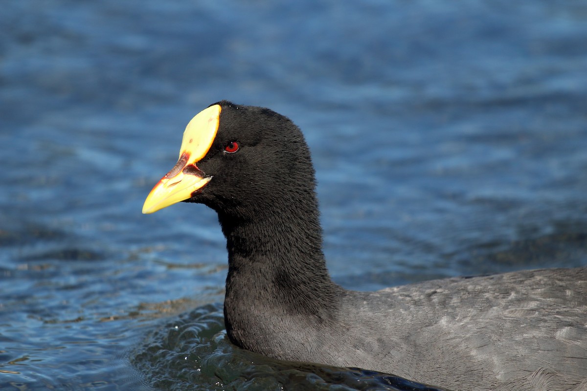 Red-gartered Coot - ML183383291
