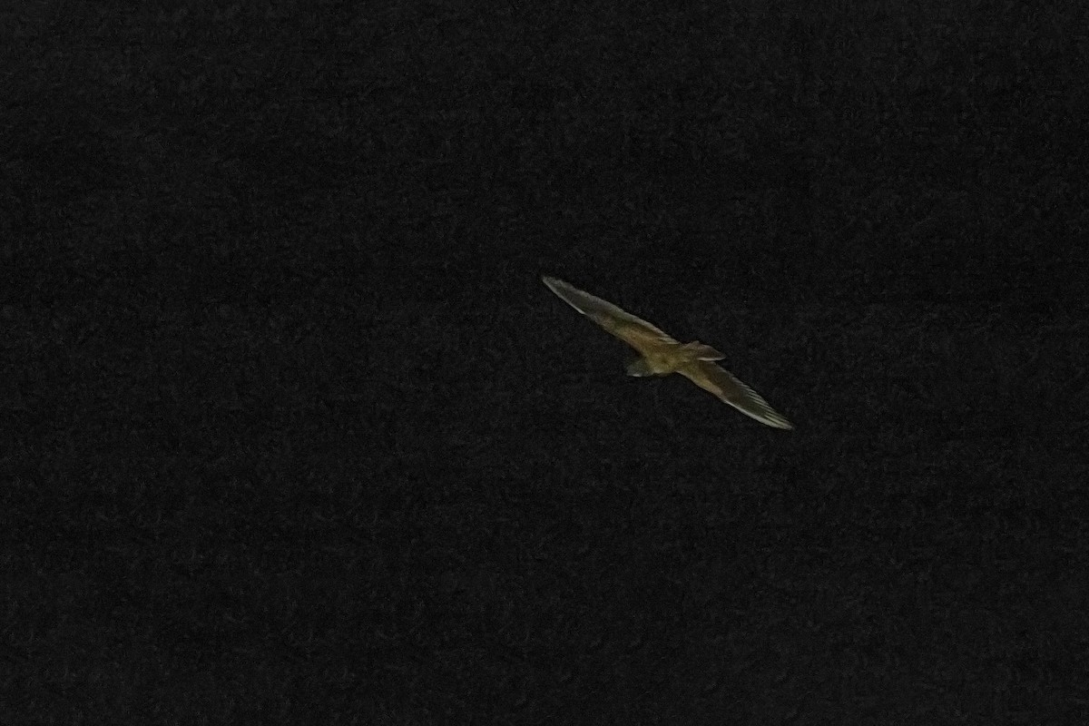 Short-tailed Nighthawk - ML183384991