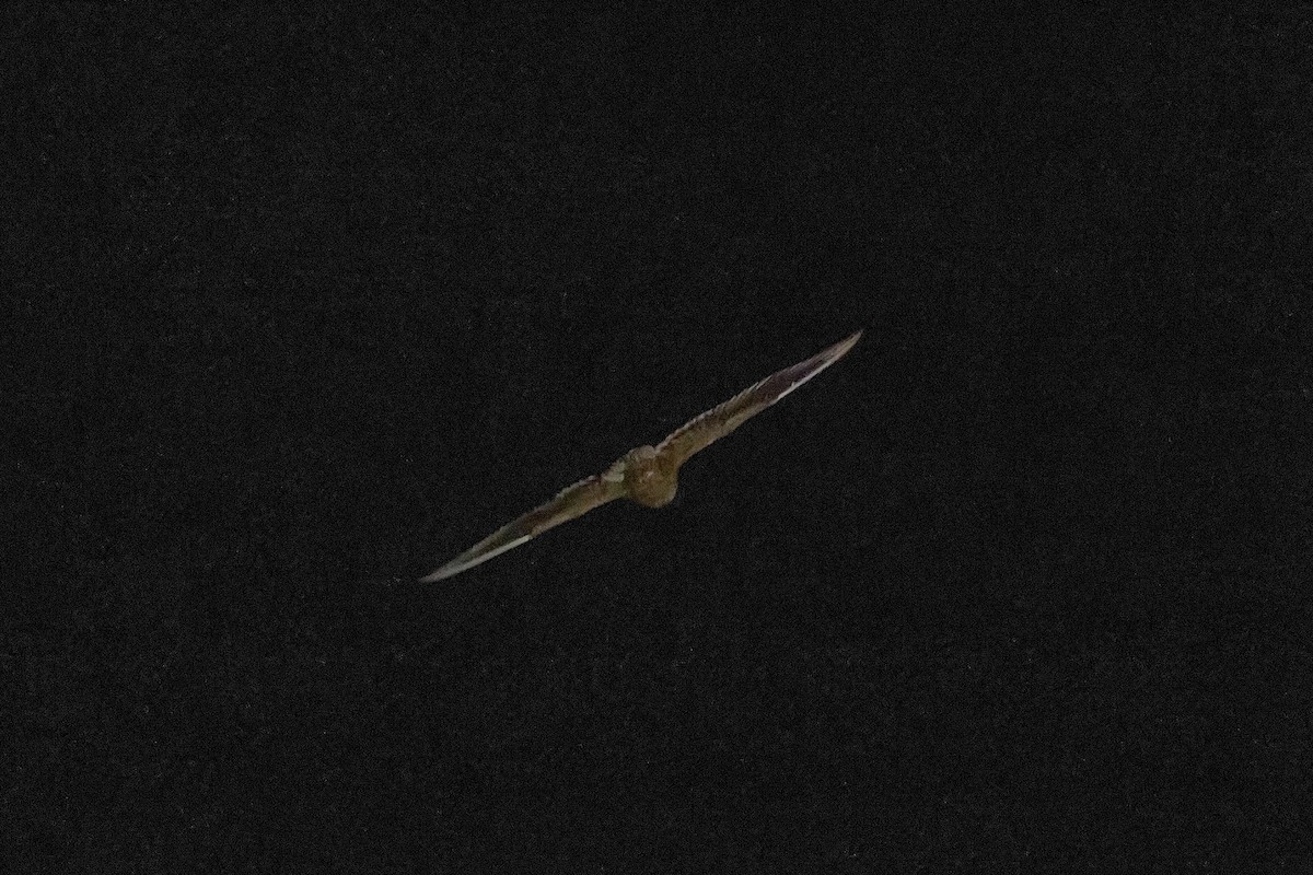 Short-tailed Nighthawk - Gabriel Bonfa
