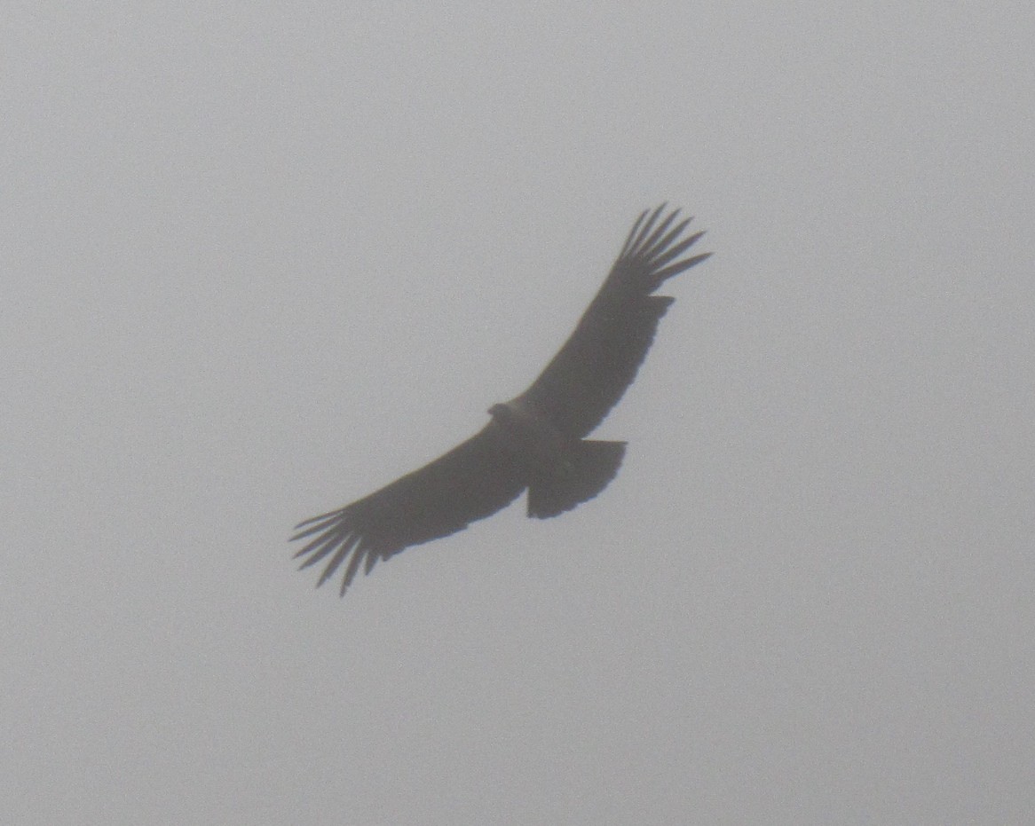 Andean Condor - ML183385231