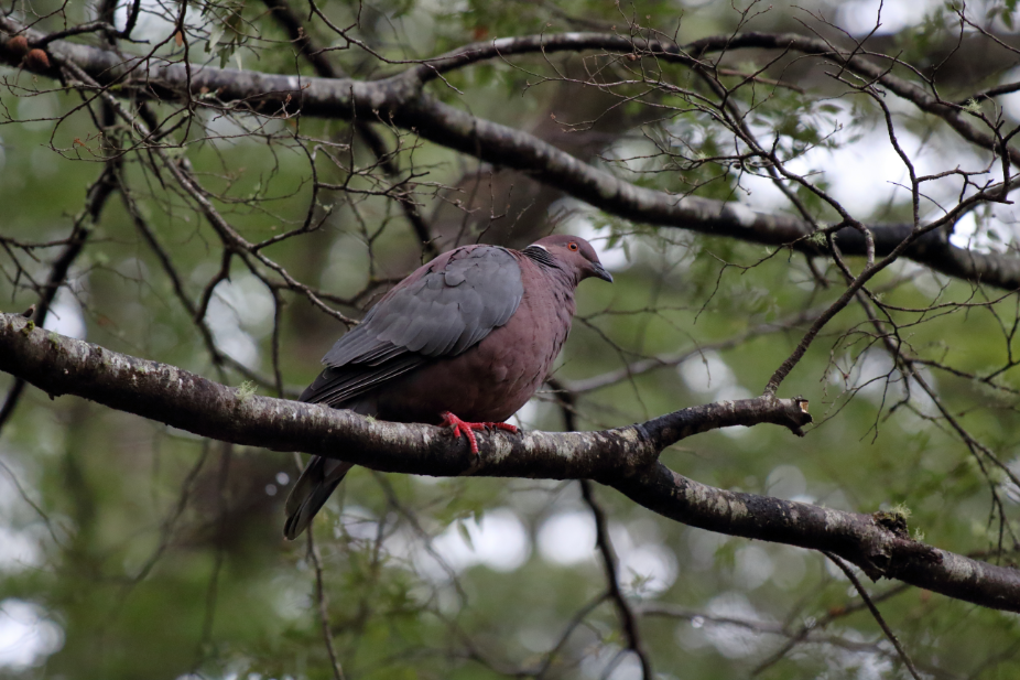 Chilean Pigeon - ML183385521
