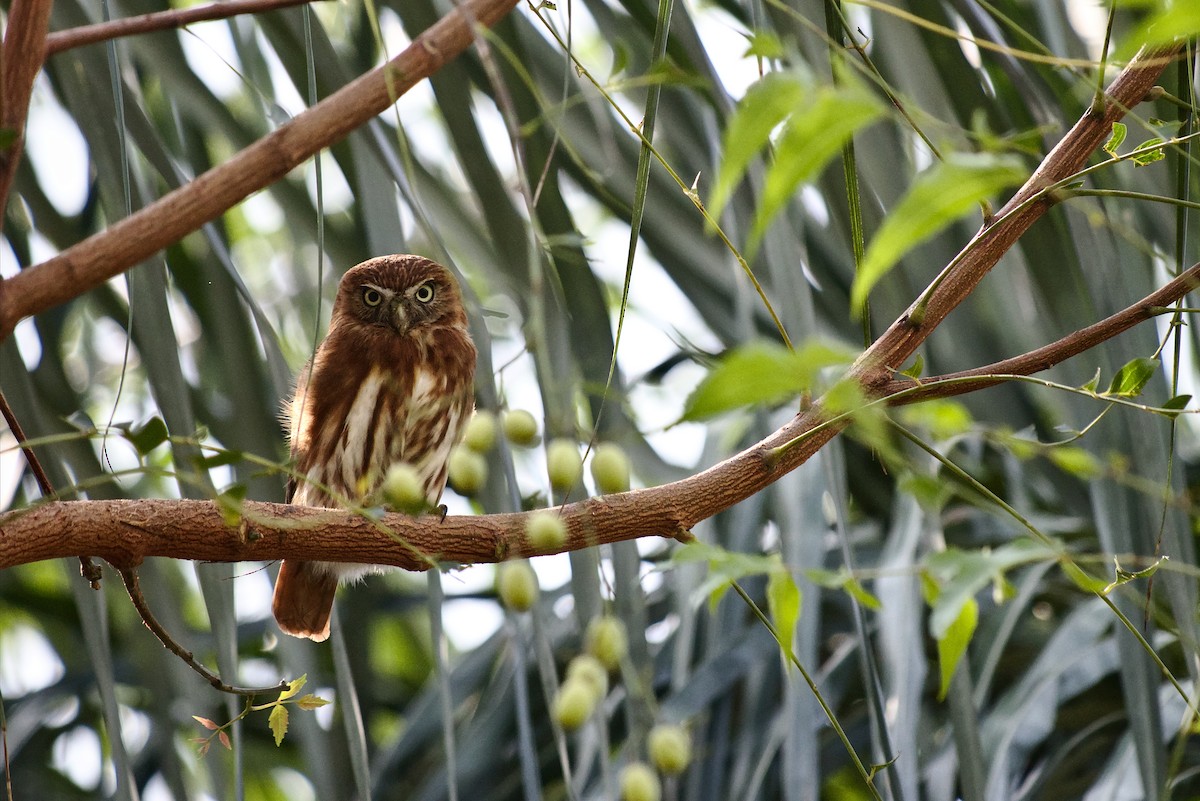 Peruvian Pygmy-Owl - ML183387511