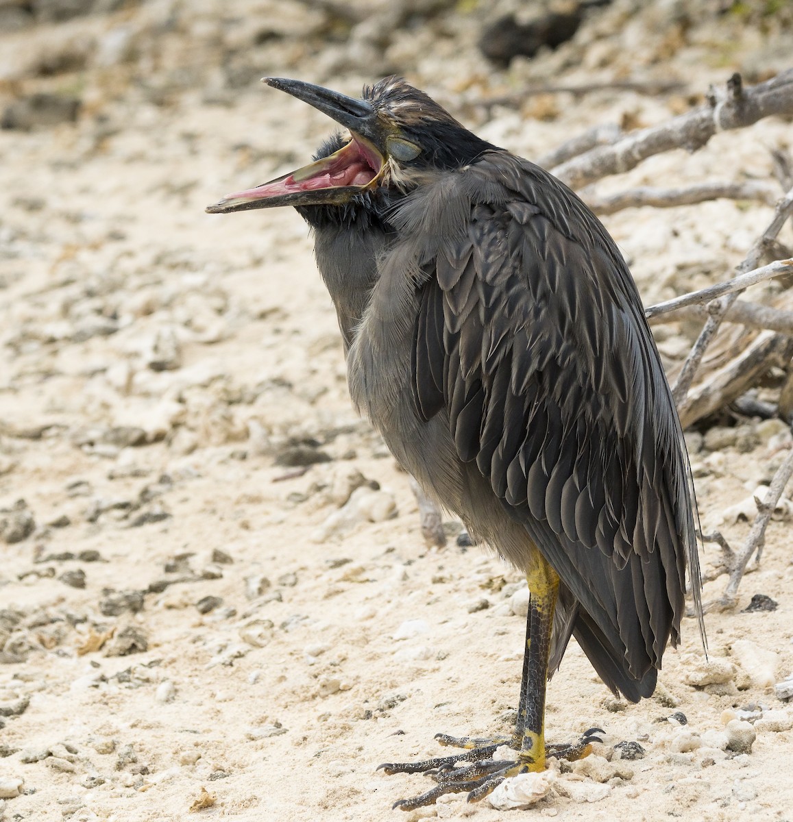 Yellow-crowned Night Heron (Galapagos) - Ian Routley