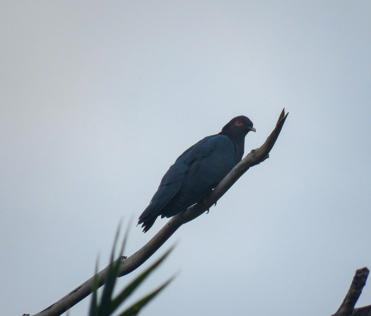 Scaly-naped Pigeon - ML183389521