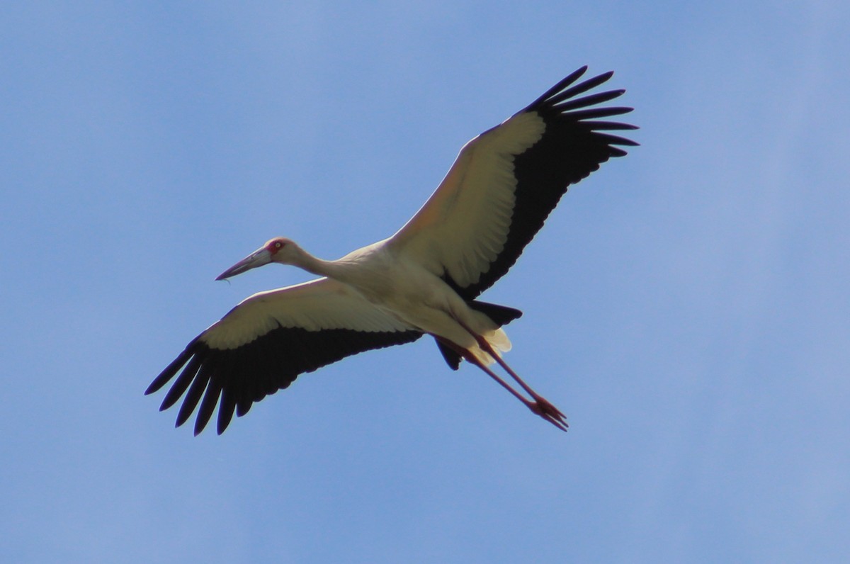 Maguari Stork - ML183390551