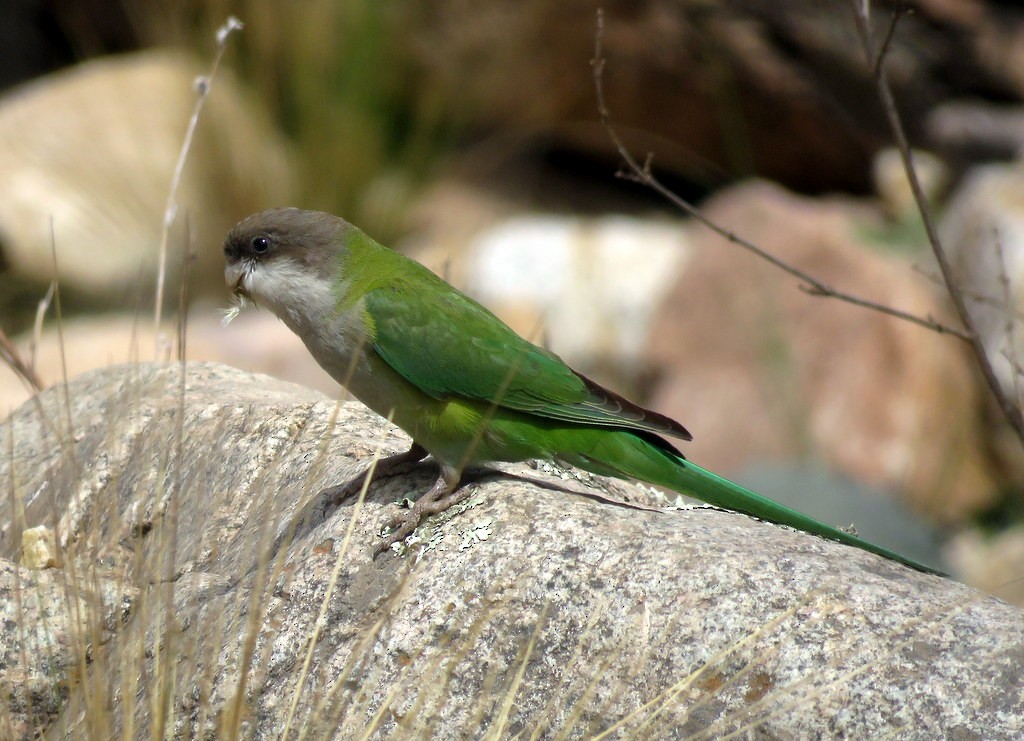 Gray-hooded Parakeet - Diego Carús