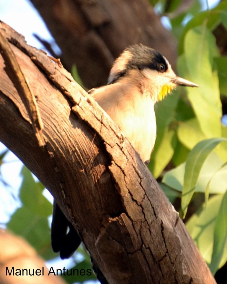 White-fronted Woodpecker - ML183392571