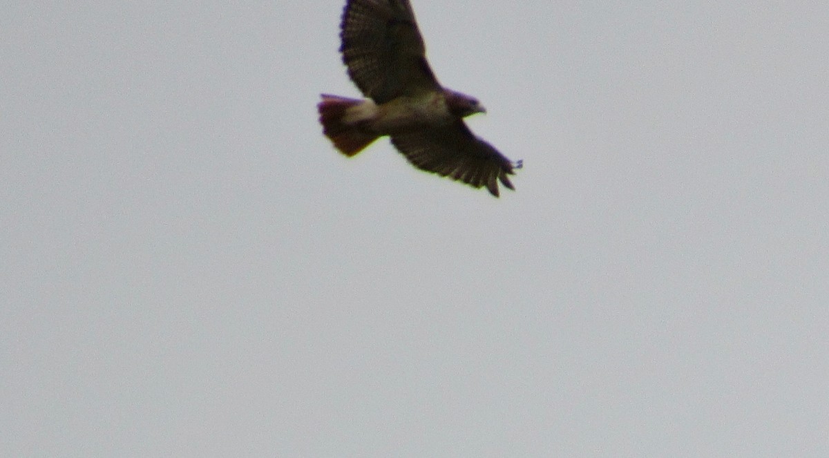 Red-tailed Hawk - ML183394561