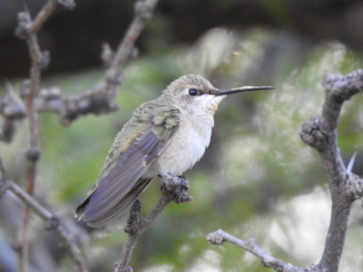 Black-chinned Hummingbird - Joel Gilb