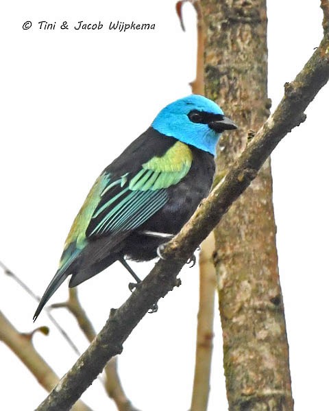 Blue-necked Tanager - ML183397901