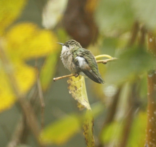 Black-chinned Hummingbird - ML183398591