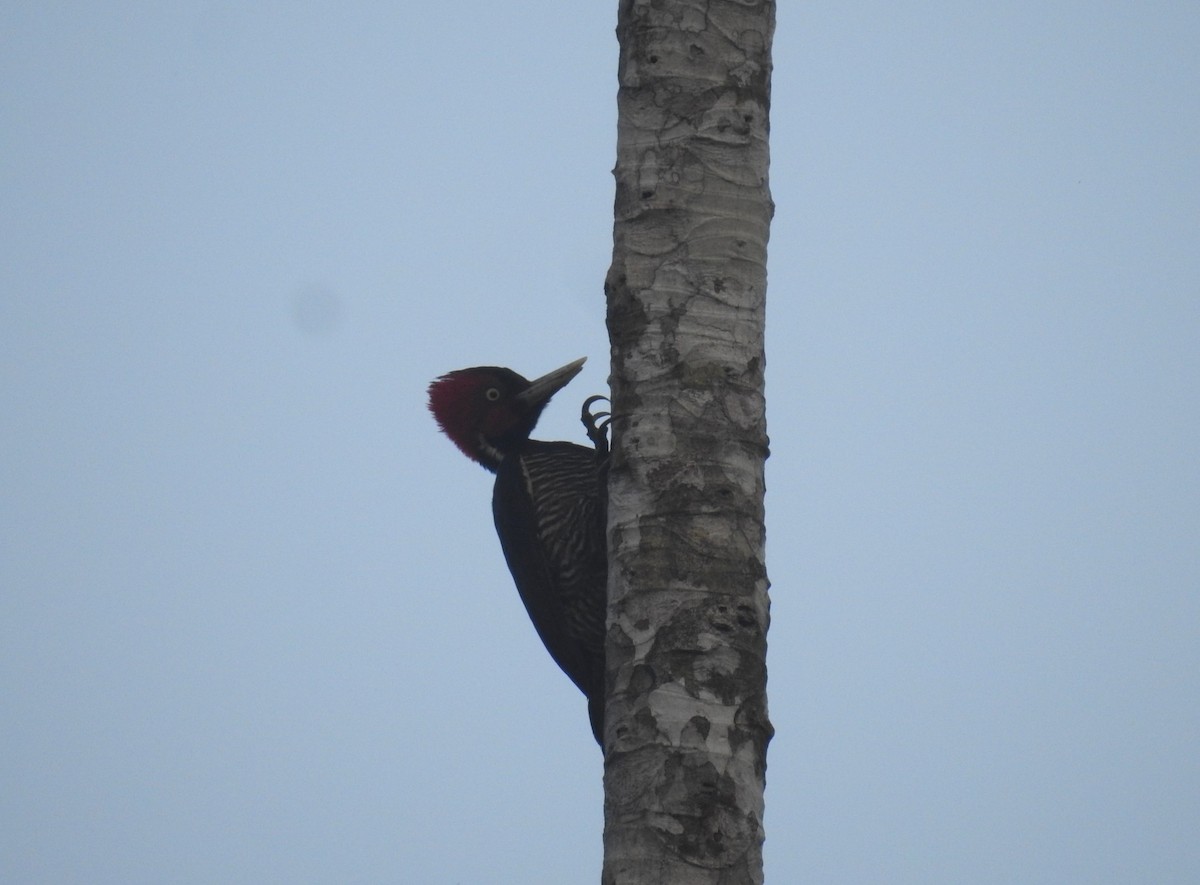 Pale-billed Woodpecker - Rudy Botzoc @ChileroBirding