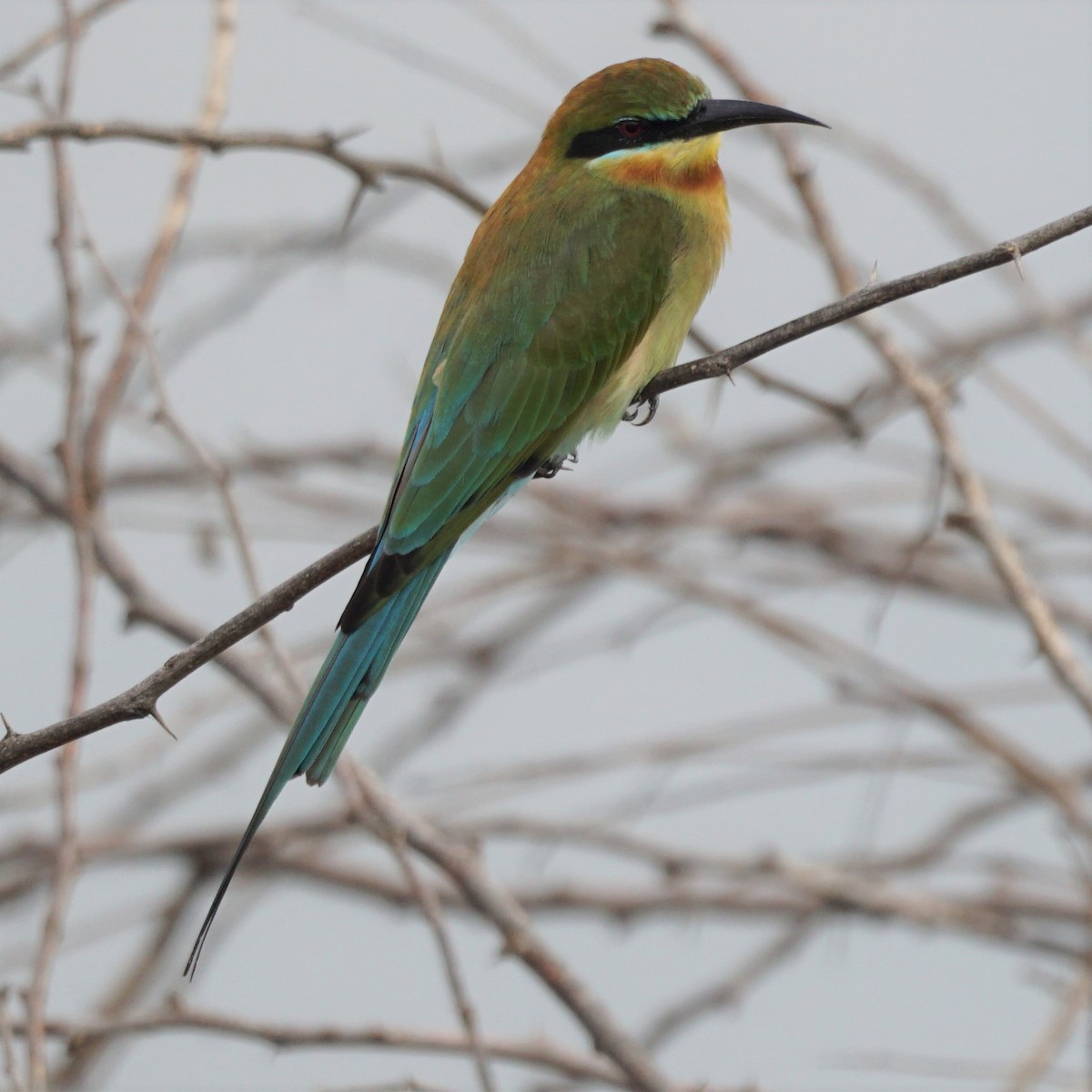 Blue-tailed Bee-eater - Sundar Muruganandhan