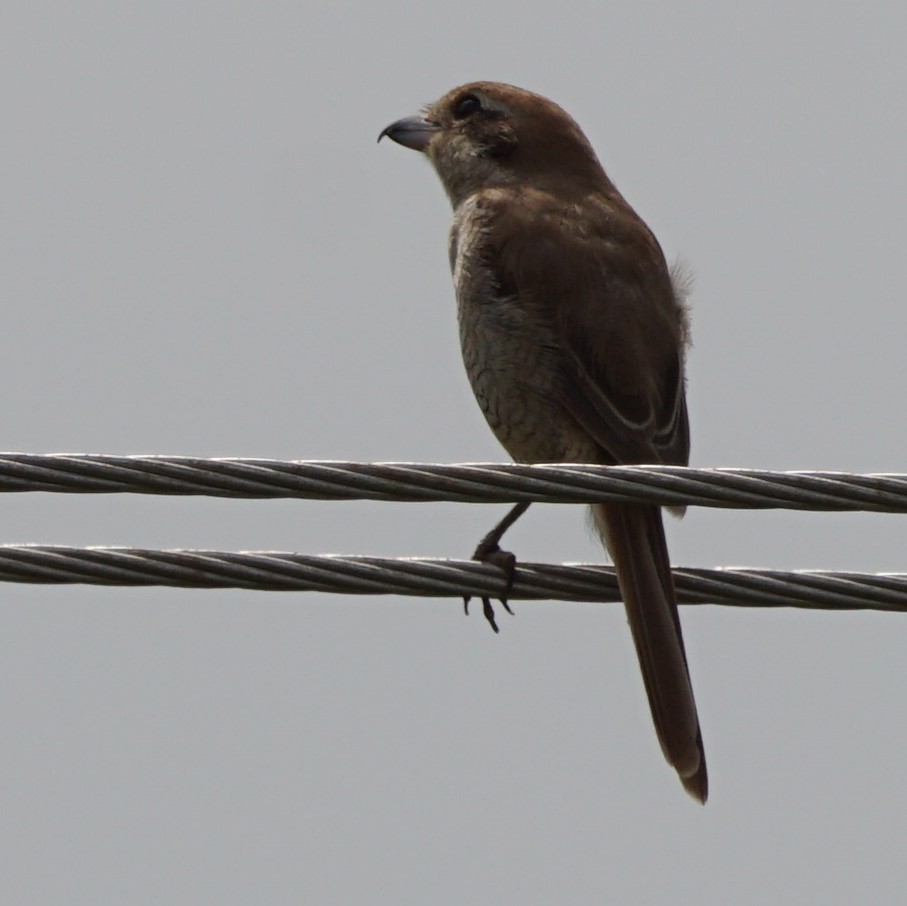 Brown Shrike - Sundar Muruganandhan