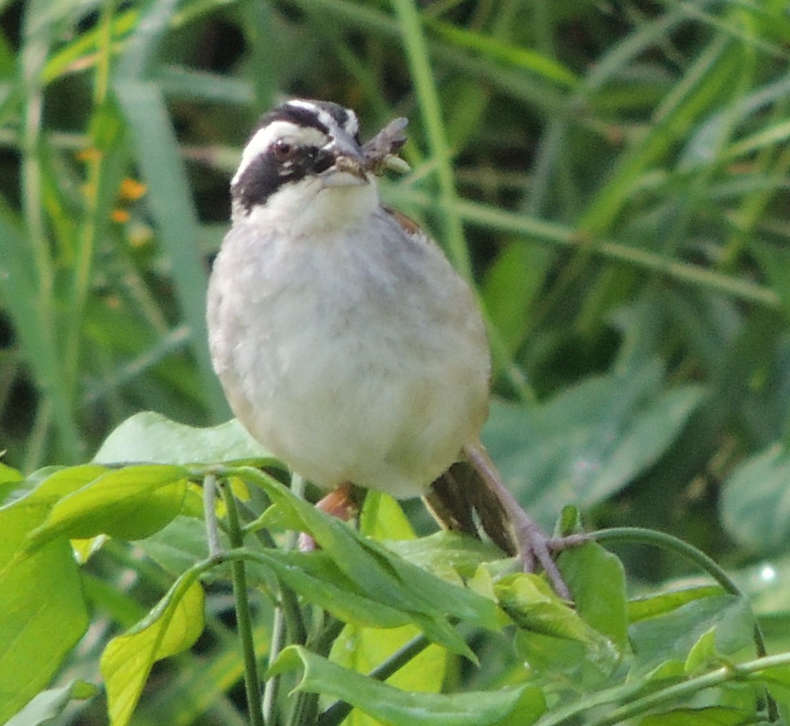 Stripe-headed Sparrow - Patricia Wood
