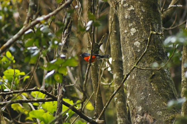Bird in its habitat; Santa Ana, El Salvador. - Slate-throated Redstart - 
