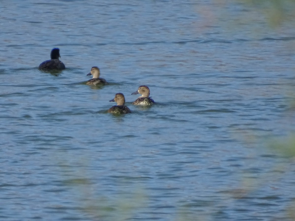 Blue-winged Teal - ML183403451