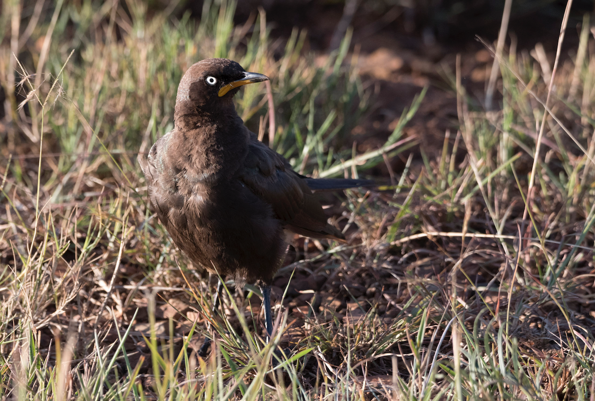 African Pied Starling - ML183403901