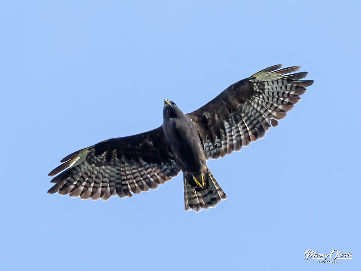 Short-tailed Hawk - Manny Obordo