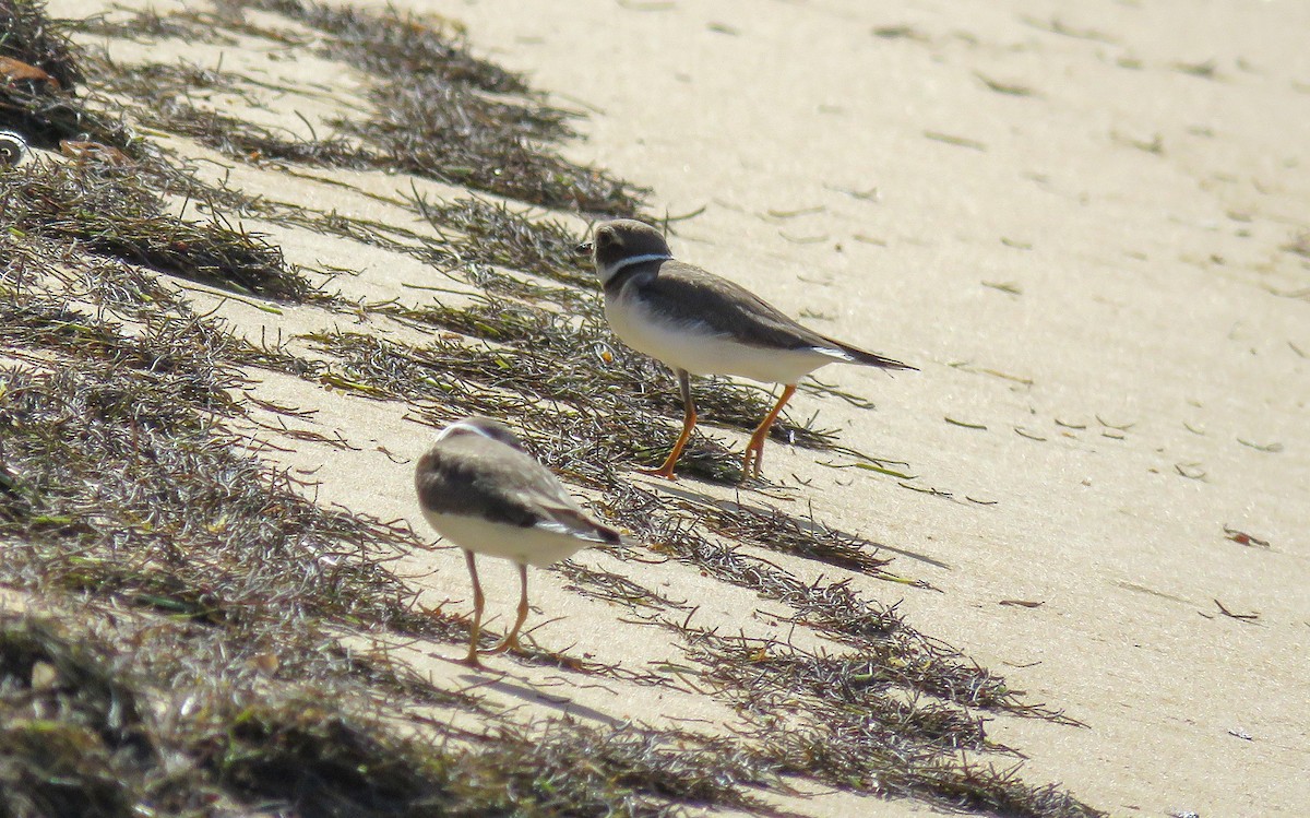 Semipalmated Plover - ML183407041