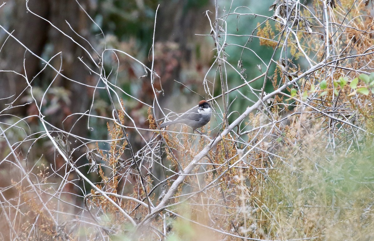 Bay-crowned Brushfinch - ML183410131