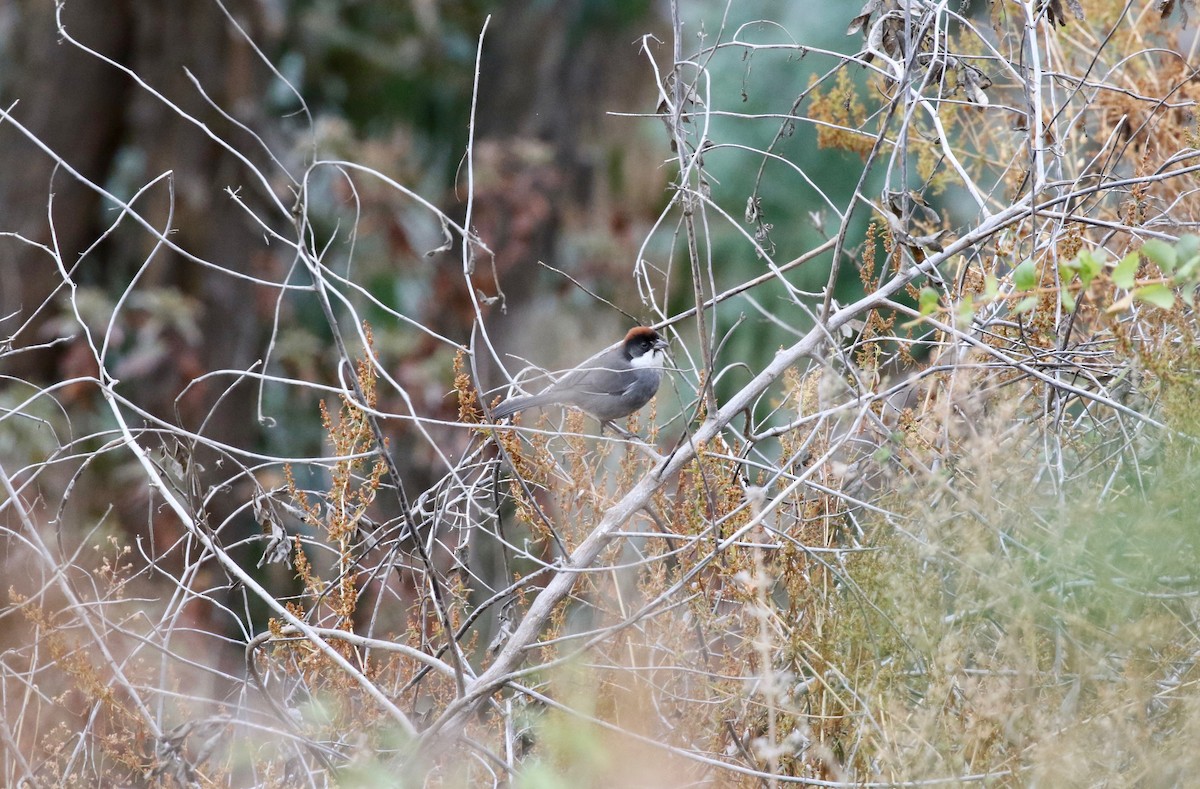 Bay-crowned Brushfinch - ML183410141