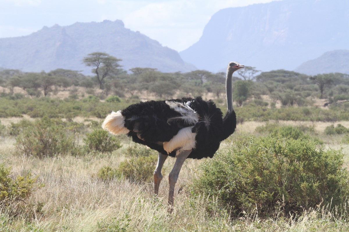 Somali Ostrich - Juan martinez