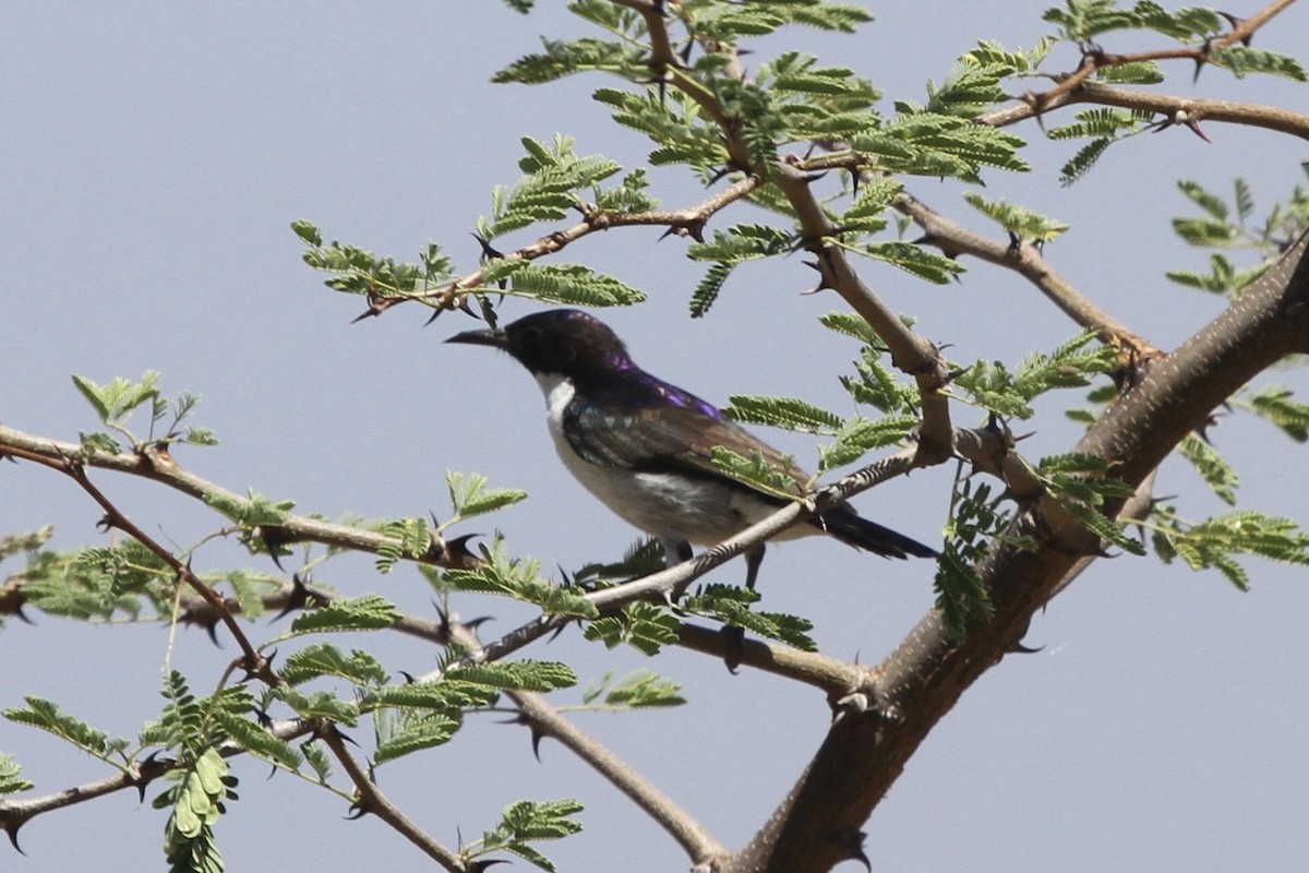 Eastern Violet-backed Sunbird - ML183412571
