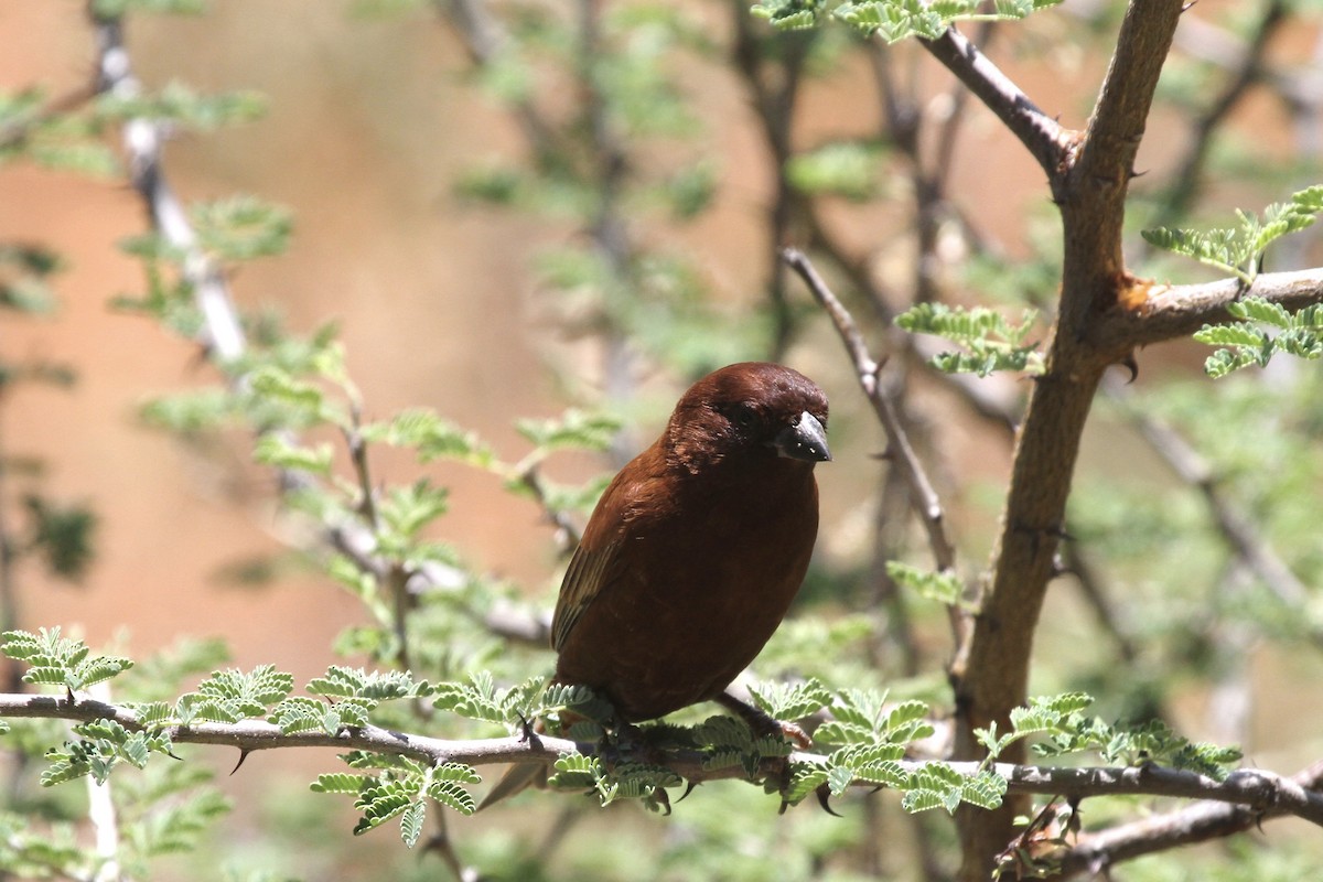 Chestnut Sparrow - ML183412641