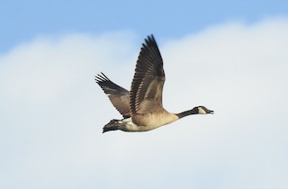 Canada Goose, ML183412781