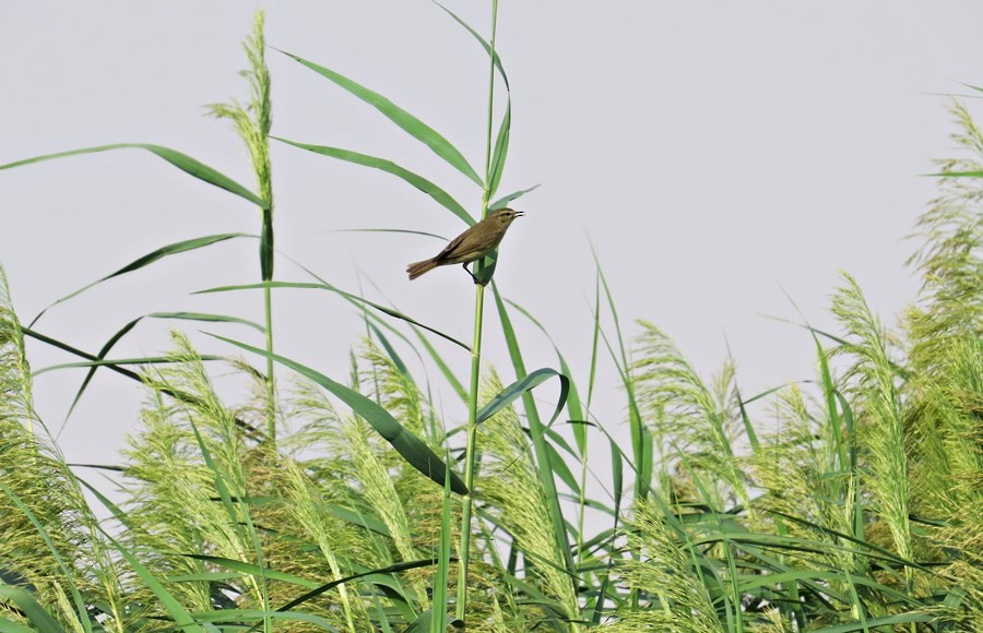 Great Reed Warbler - Uma Pandiyan