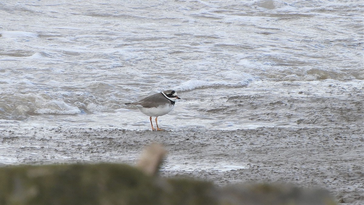 Common Ringed Plover - ML183413711