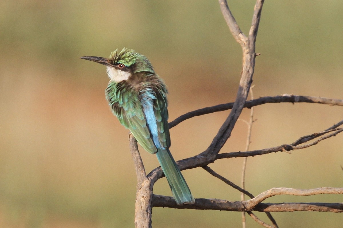 Somali Bee-eater - ML183413841