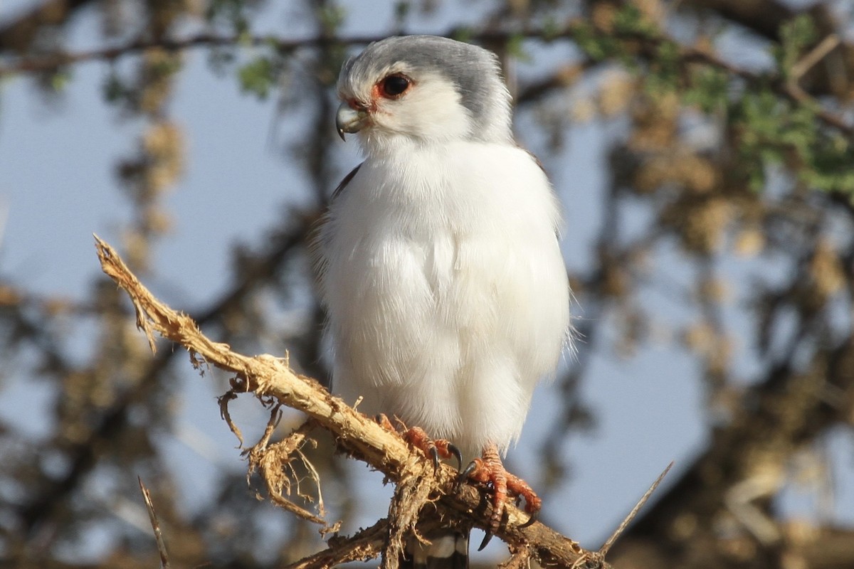 Pygmy Falcon - Juan martinez