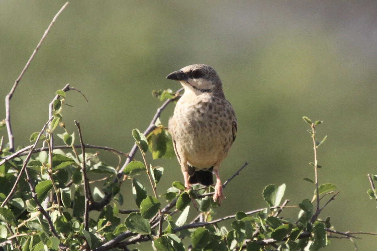Donaldson Smith's Sparrow-Weaver - ML183414141