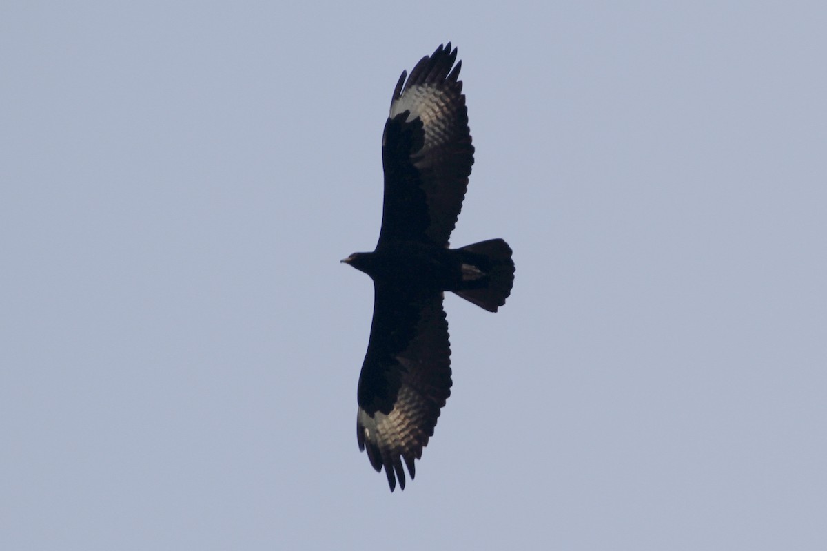 Verreaux's Eagle - Juan martinez