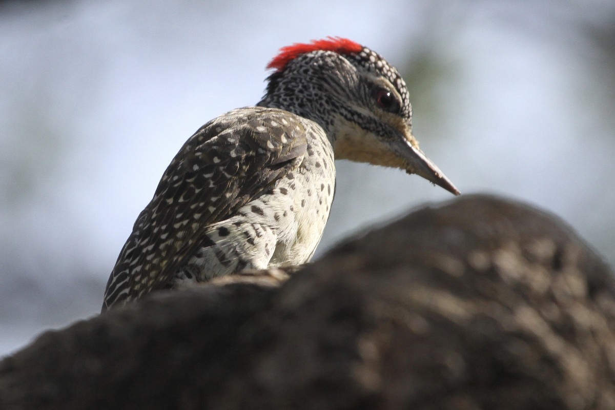 Nubian Woodpecker - Juan martinez