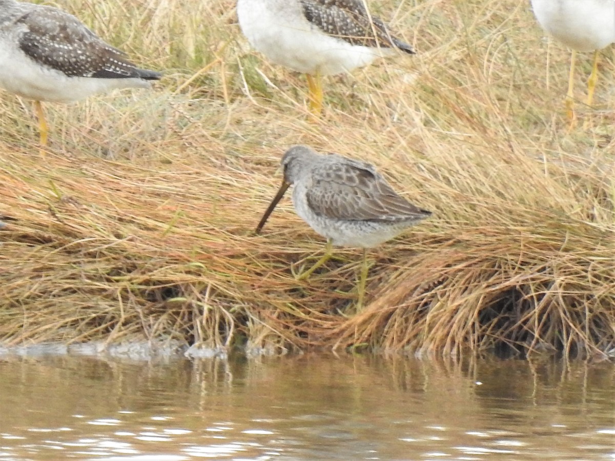 Long-billed Dowitcher - ML183416661