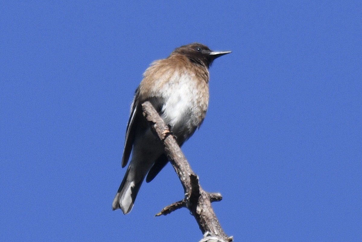 Madagascar Starling - ML183418161