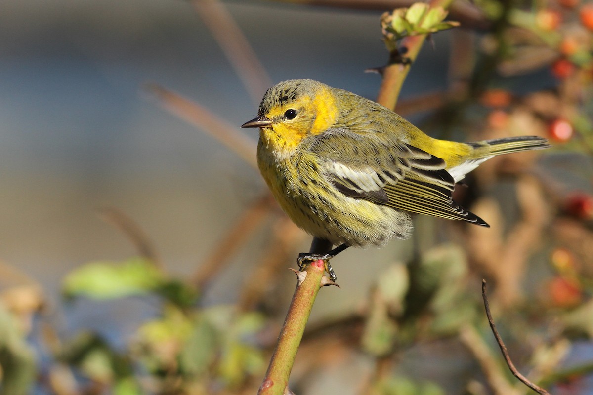 Cape May Warbler - ML183421941