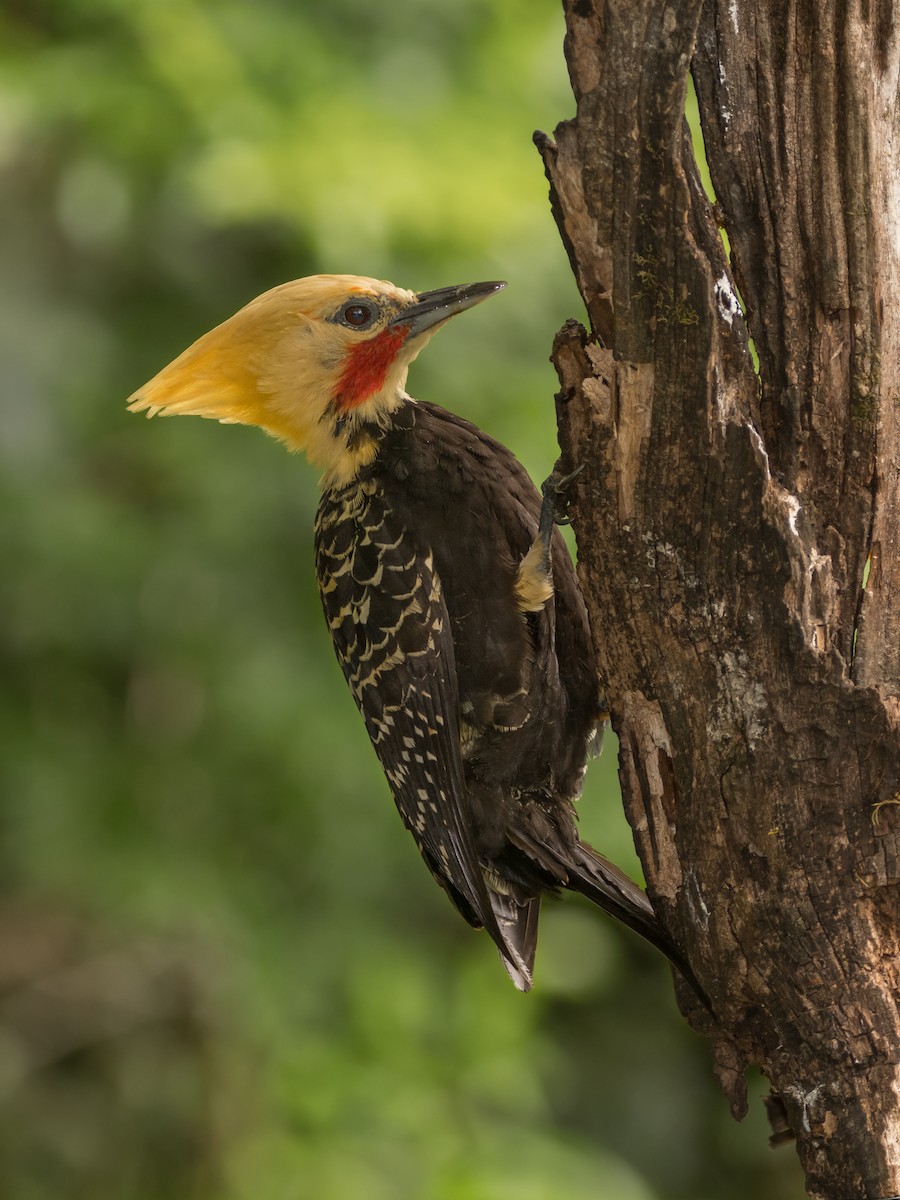 Blond-crested Woodpecker - Pablo Re
