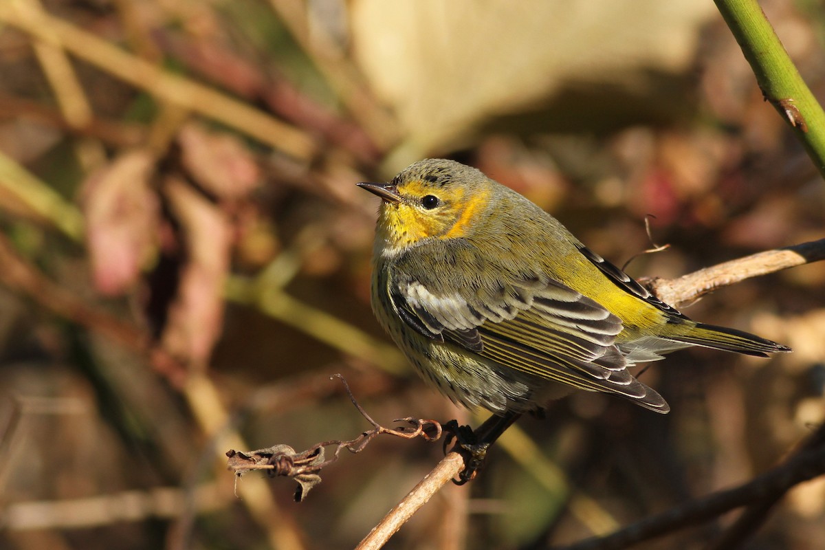 Cape May Warbler - ML183422351