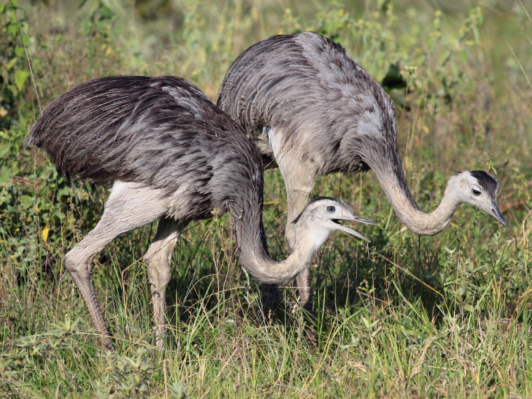 Greater Rhea - eBird