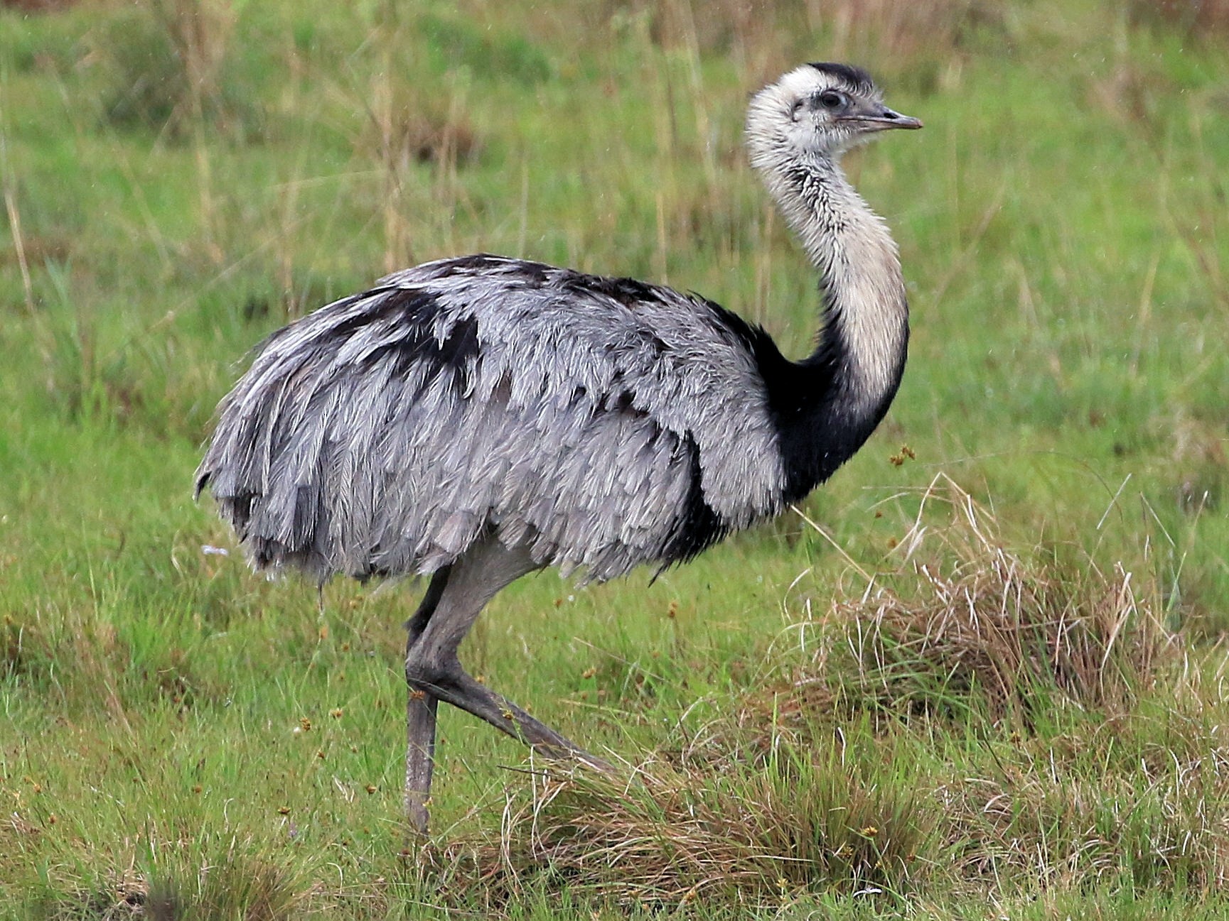 Greater Rhea - Patrick MONNEY