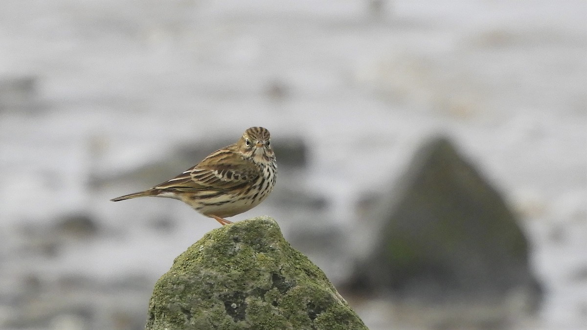 Meadow Pipit - ML183425701