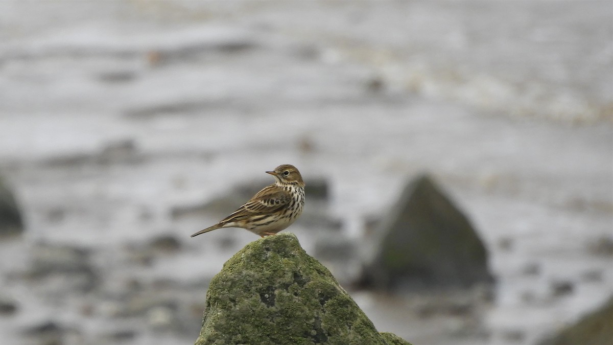 Meadow Pipit - ML183425801