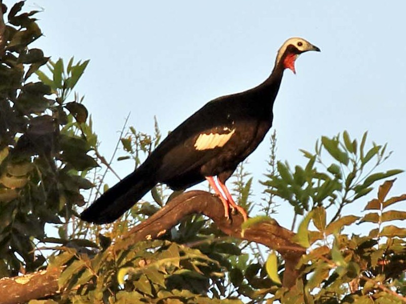 Red-throated Piping-Guan - Jose Luis Blázquez
